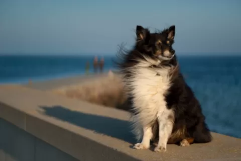 Divus shot with the Petzval