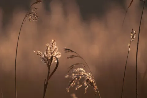 An image from Some winter plants