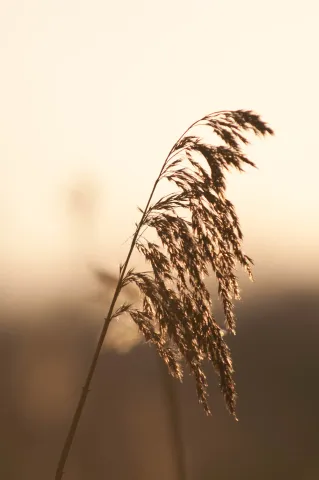 An image from Some winter plants