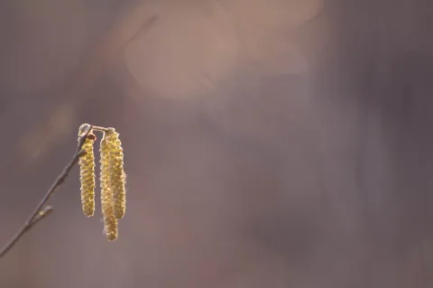 An image from Some winter plants