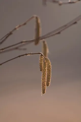 An image from Some winter plants