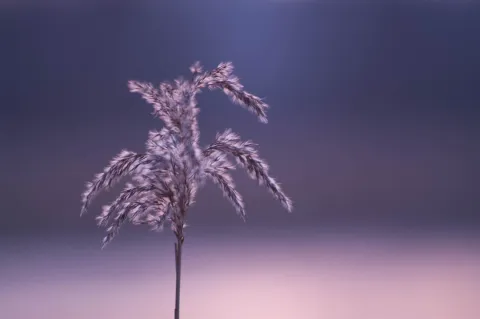 An image from Some winter plants