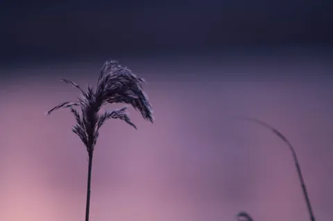 An image from Some winter plants